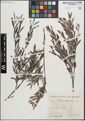 Foto von Salix purpurea L.